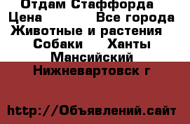 Отдам Стаффорда › Цена ­ 2 000 - Все города Животные и растения » Собаки   . Ханты-Мансийский,Нижневартовск г.